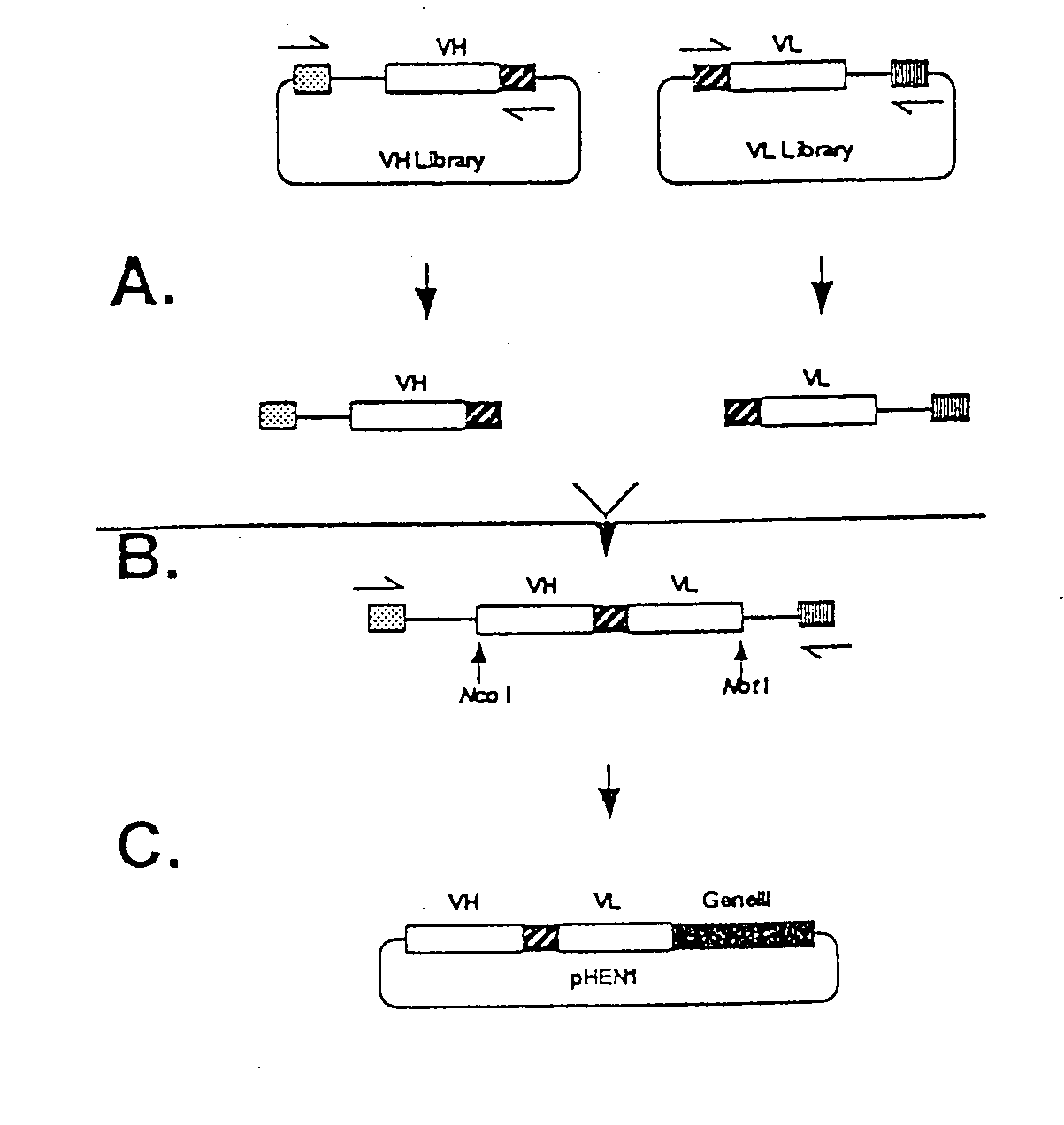 Internalizing ErbB2 antibodies