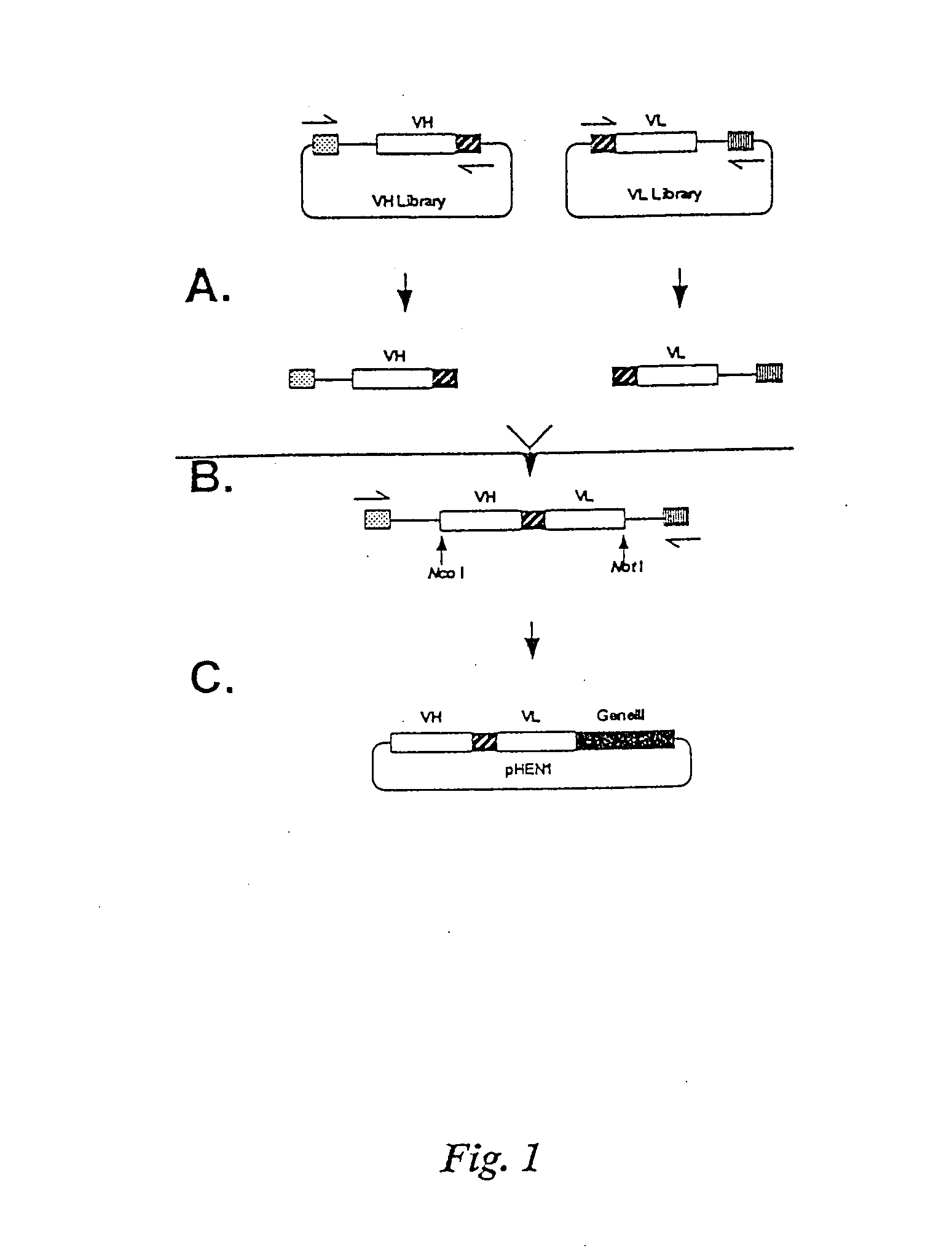 Internalizing ErbB2 antibodies