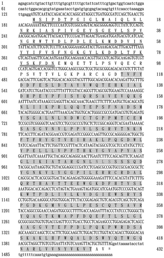 A recombinant fungus targeting the expression of the gene expression of the silencing pest pattern recognition protein gnbp3 and its application in pest control