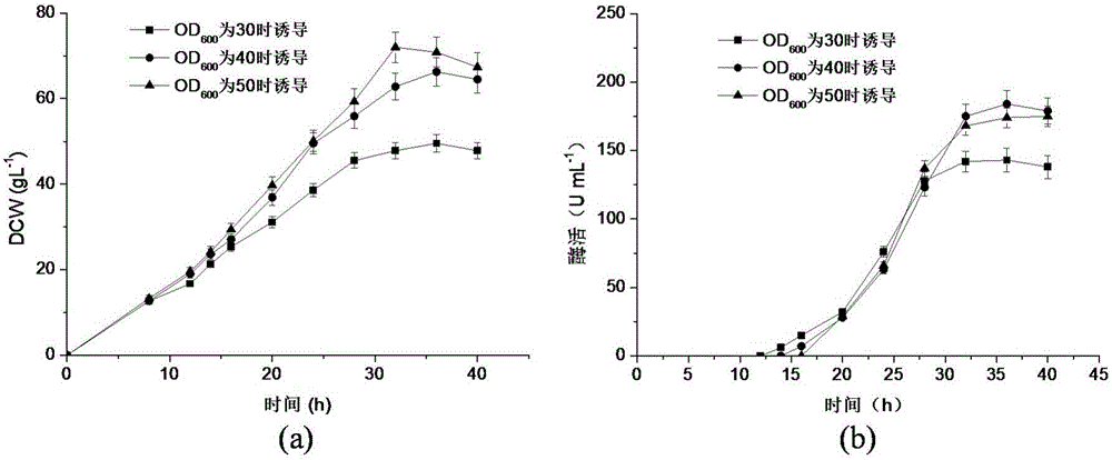 Genetically engineered bacteria of high-yield malto-oligosaccharide-based trehalose-hydrolyzing enzyme and application of genetically engineered bacteria