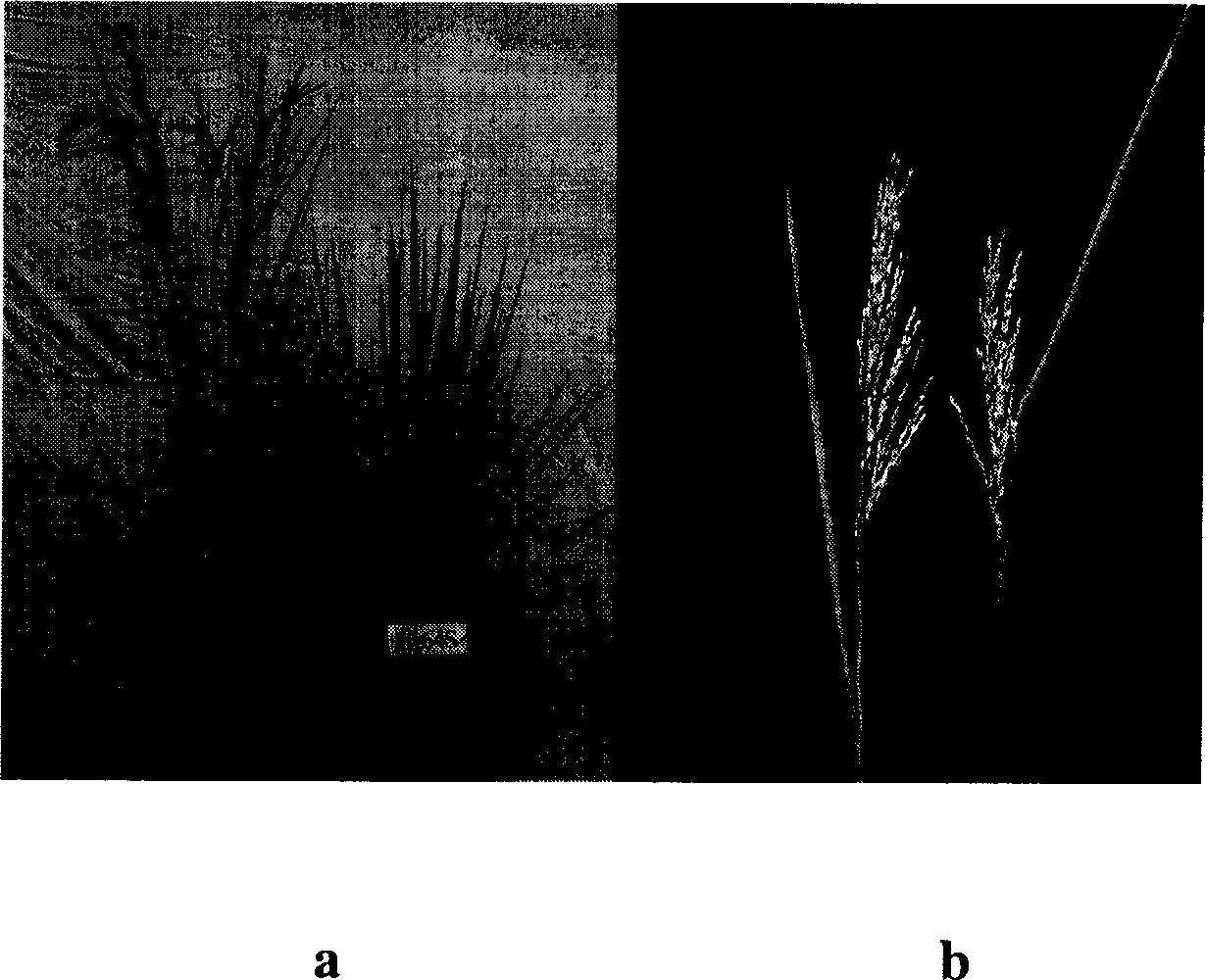 Long-spike neck sterile line selection and breeding method