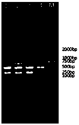 Multiple PCR (polymerase chain reaction) detection kit and method for giardia and cryptosporidia of cattle