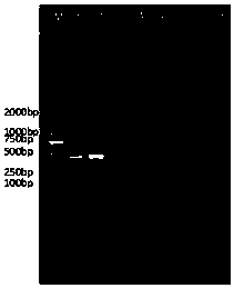 Multiple PCR (polymerase chain reaction) detection kit and method for giardia and cryptosporidia of cattle