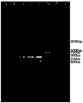 Multiple PCR (polymerase chain reaction) detection kit and method for giardia and cryptosporidia of cattle