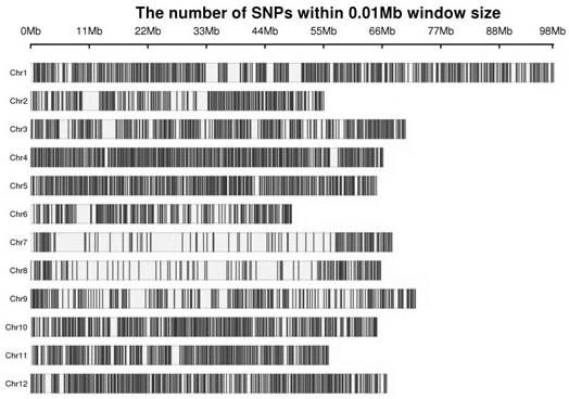 Tomato whole genome chip and application thereof