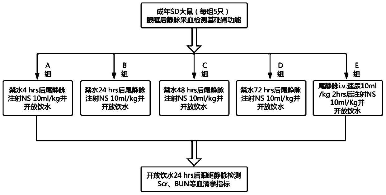 Method for establishing rat contrast-induced nephropathy model