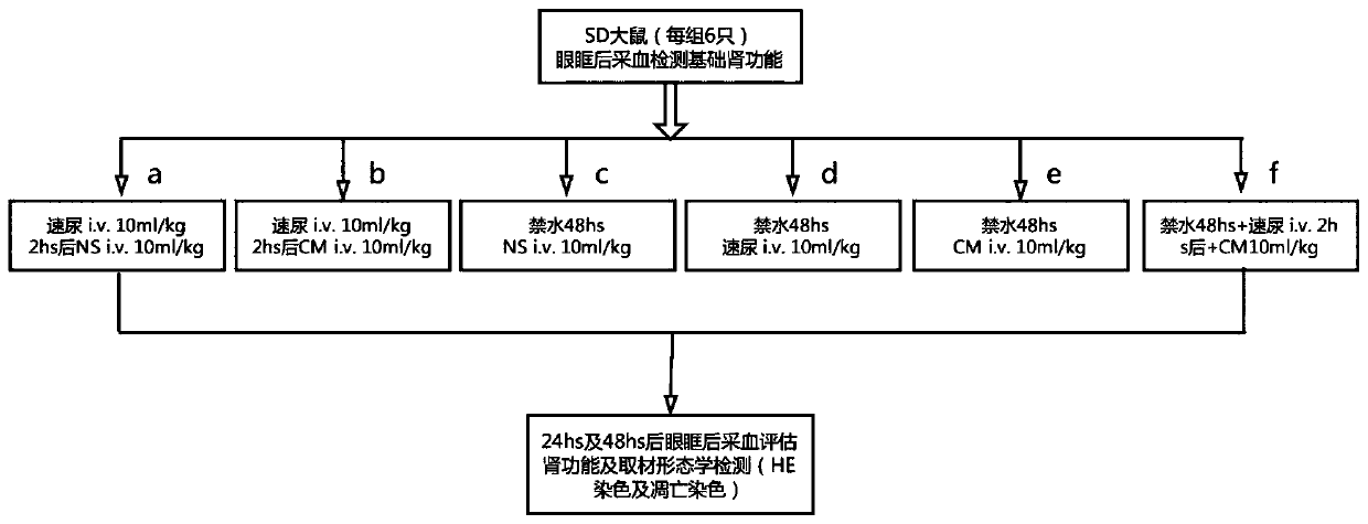 Method for establishing rat contrast-induced nephropathy model