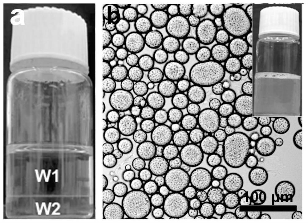 A kind of water-in-water pickering emulsion and preparation method thereof