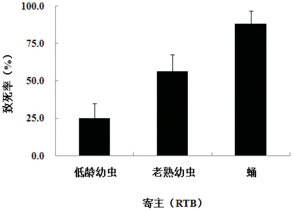 Method for preventing and treating dendroctonus valens LeConte by using scleroderma guani Xiao et Wus