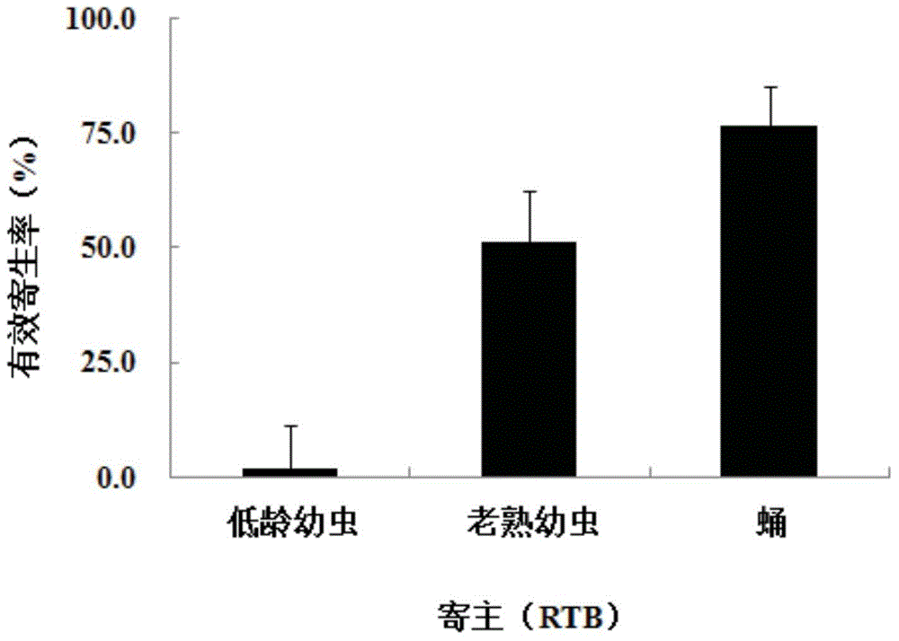 Method for preventing and treating dendroctonus valens LeConte by using scleroderma guani Xiao et Wus