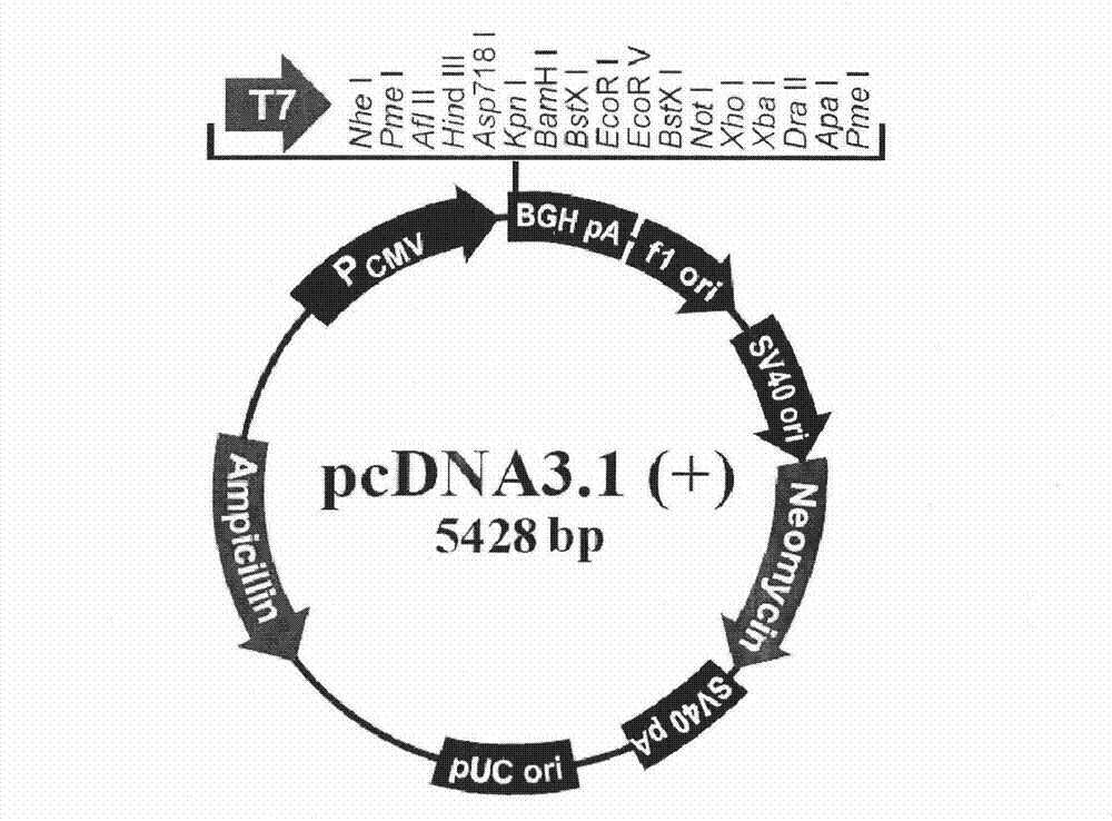 FGFR1 high-expression recombinant HEK293 cell and application thereof