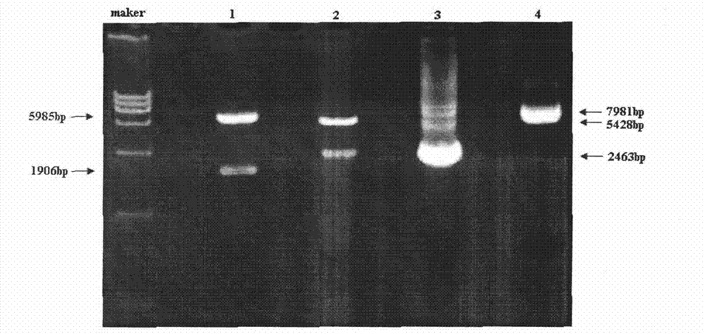 FGFR1 high-expression recombinant HEK293 cell and application thereof