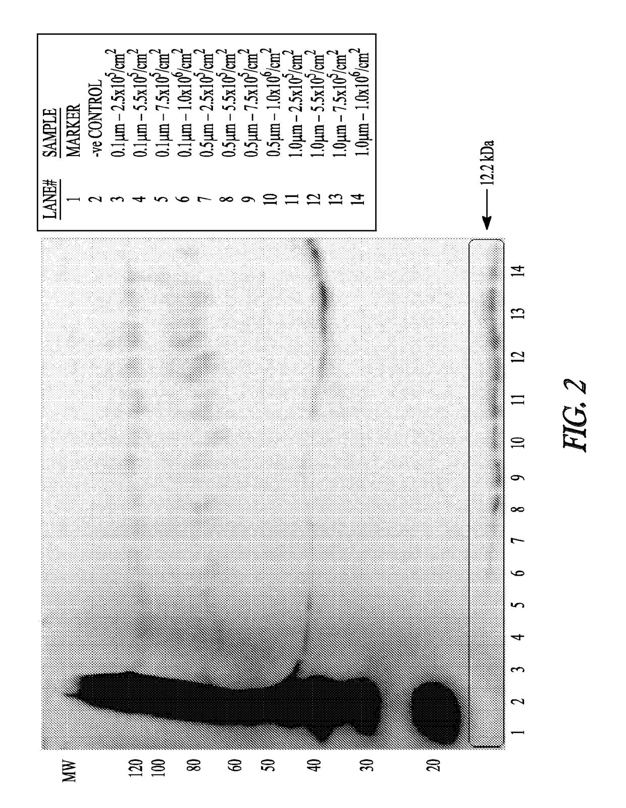 Reduction of implant infection via tunable stimulation of localized adaptive immune response