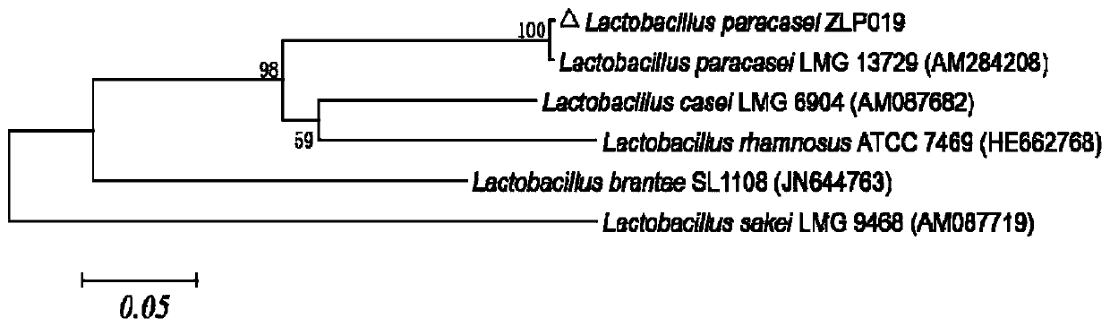 A kind of Lactobacillus paracasei, its preparation and its application in pig feed