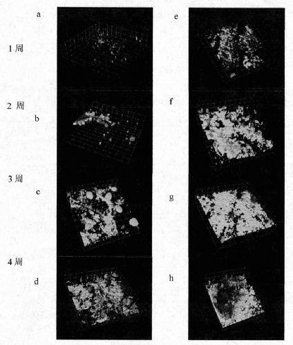 Method used for increasing sewage processing biomembrane formation speed and stability