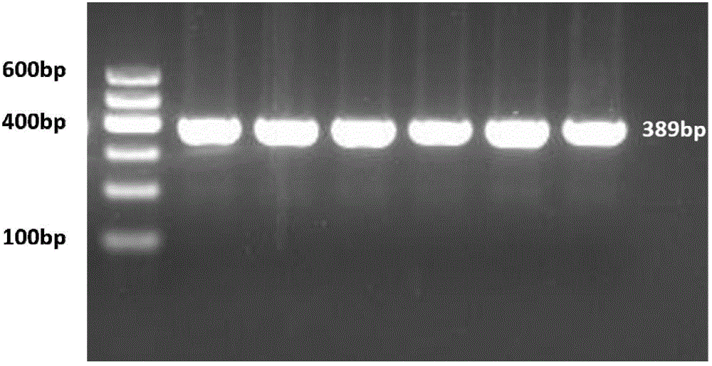 SNP molecular marker related to chicken polydactyly character and application thereof