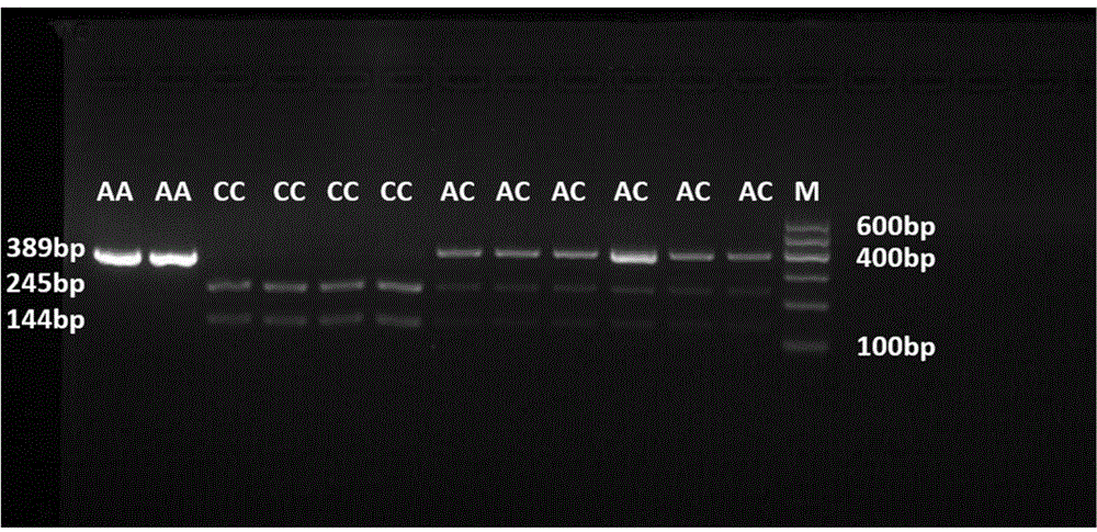 SNP molecular marker related to chicken polydactyly character and application thereof