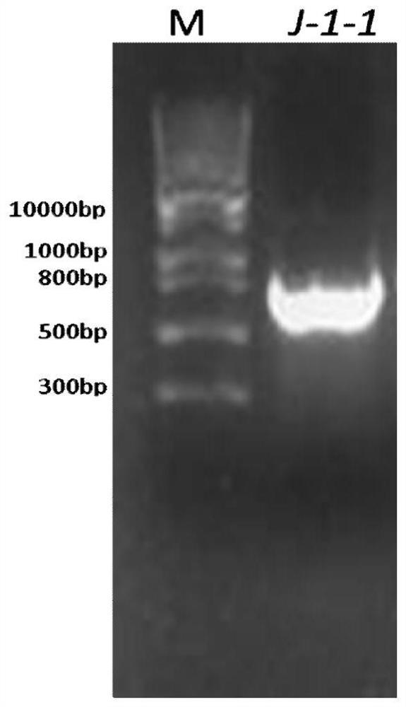 7α-Hydroxysteroid Dehydrogenase and Its Encoding Gene and Application