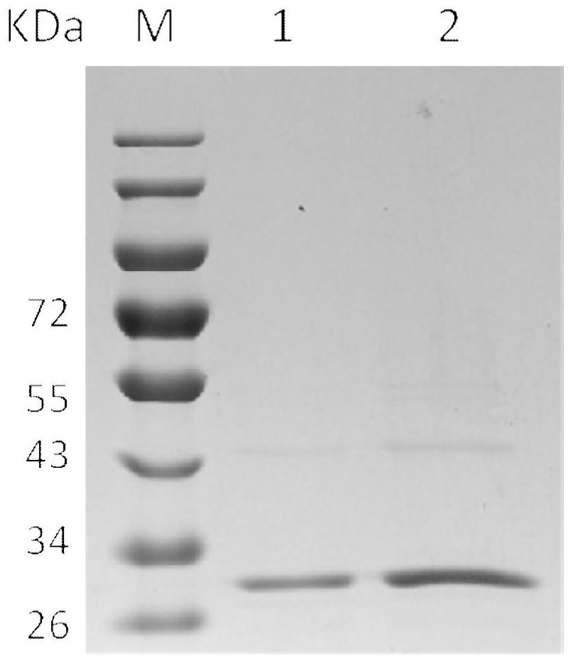 7α-Hydroxysteroid Dehydrogenase and Its Encoding Gene and Application