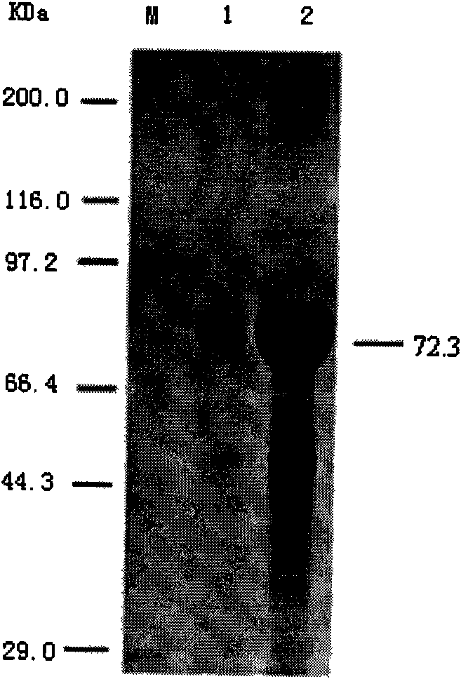 Chitinase ChiCl for deactivating varroa destructor and application thereof