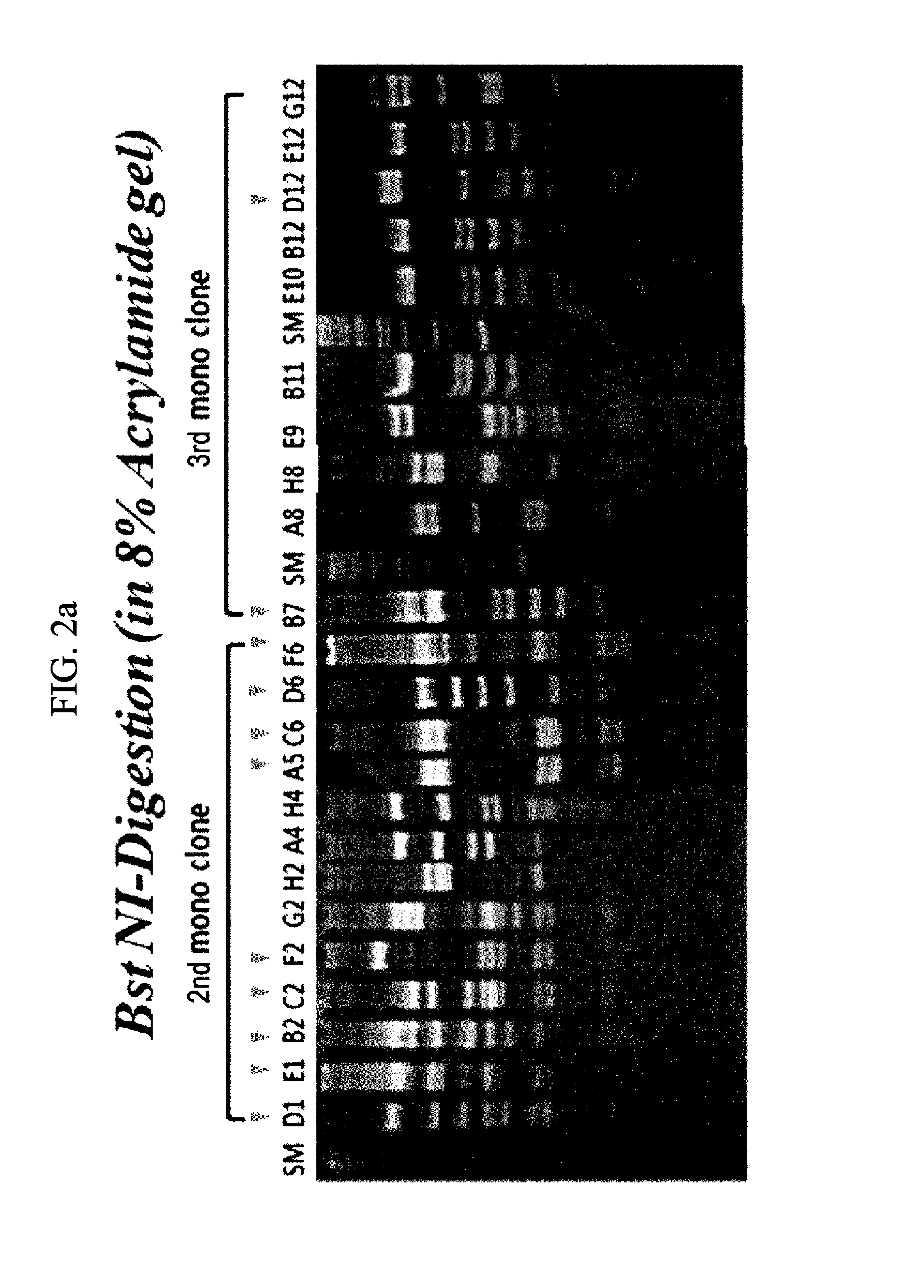 Anti-c-met antibody having hgf activity and use thereof