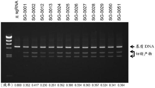 Artificial single guide RNA and use thereof