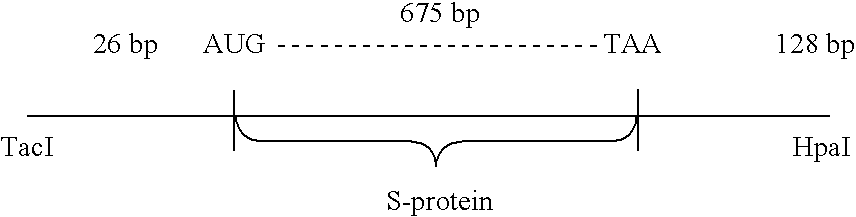 Synthesis of human virus antigens by yeast