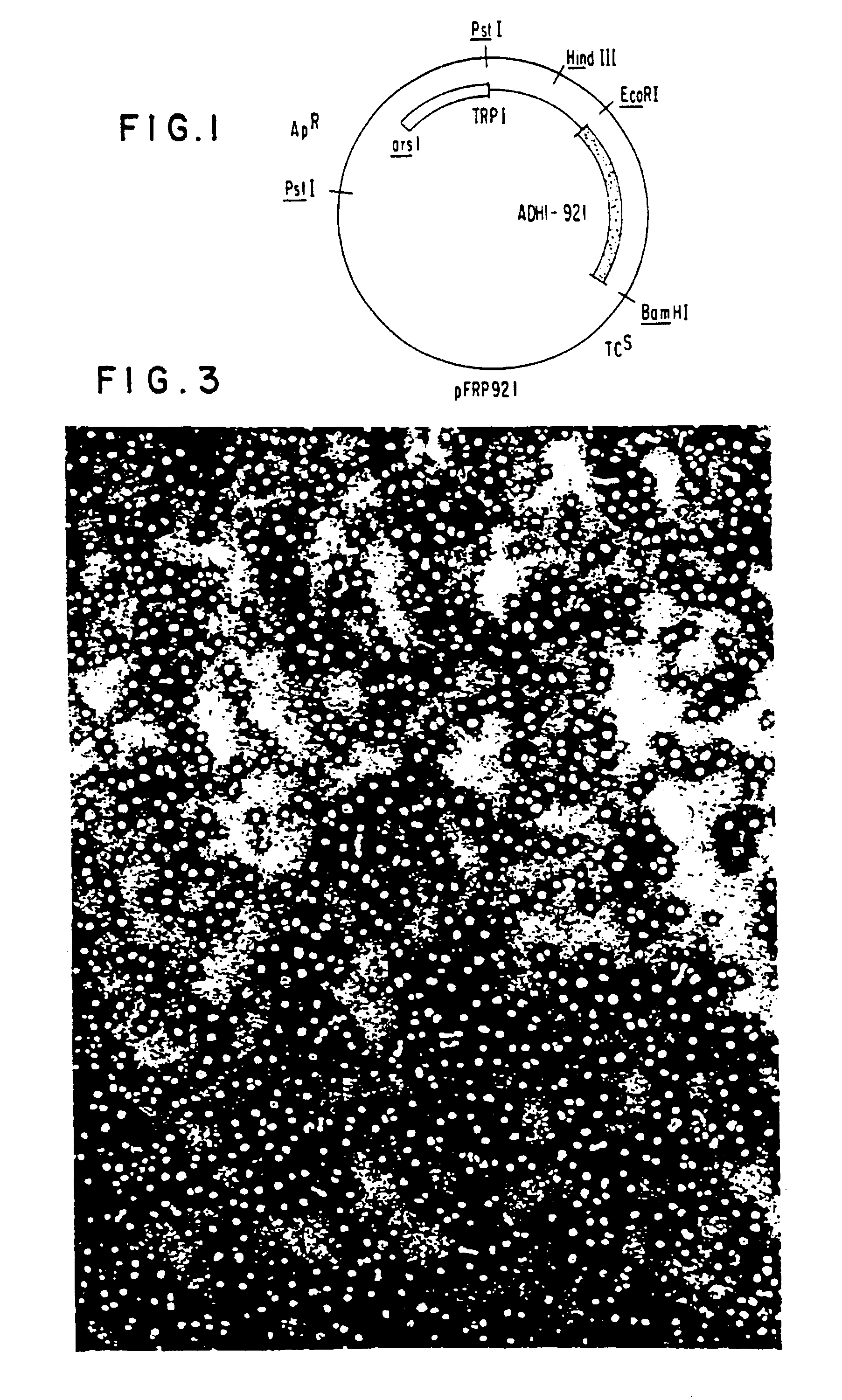 Synthesis of human virus antigens by yeast