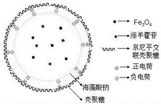 Autofluorescence bone repairing magnetic sustained-release microspheres