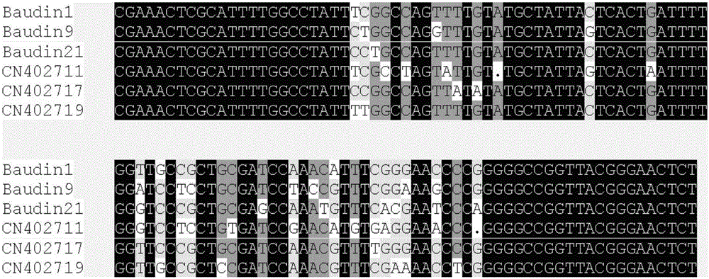 In-situ hybridization probe and method for identifying barley chromosome set by adopting same