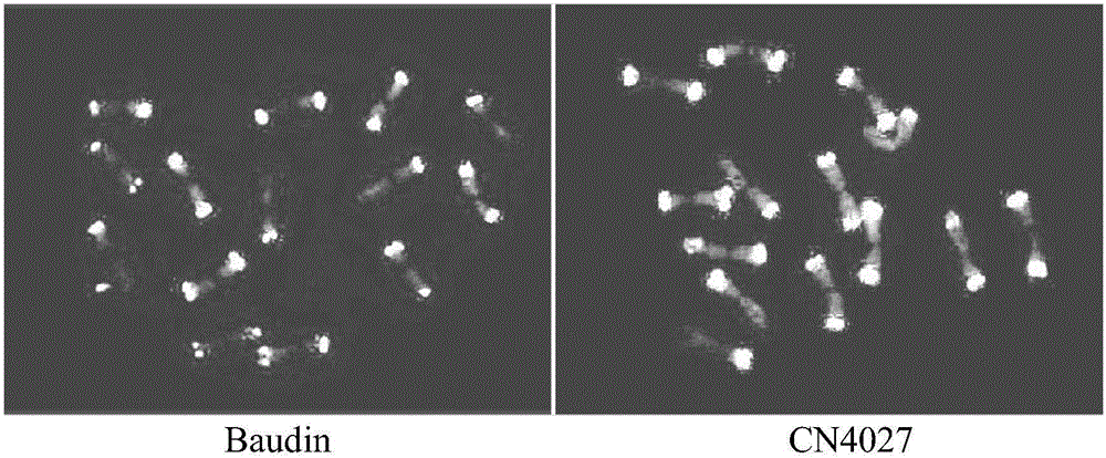 In-situ hybridization probe and method for identifying barley chromosome set by adopting same