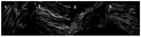 An anti-atherosclerosis efficacy evaluation method based on inflammatory response