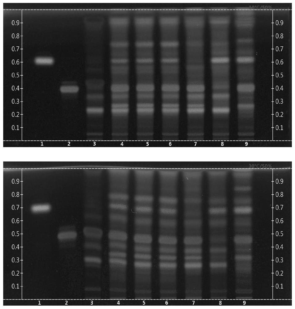 Rapid thin-layer identification method for multiple medicines in common goldenrop granule finished products