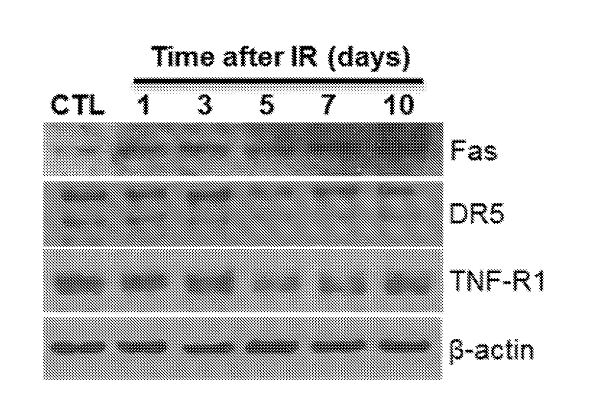 FAS AND DRs ARE NOVEL MOLECULAR TARGETS OF SENESCENT CELLS