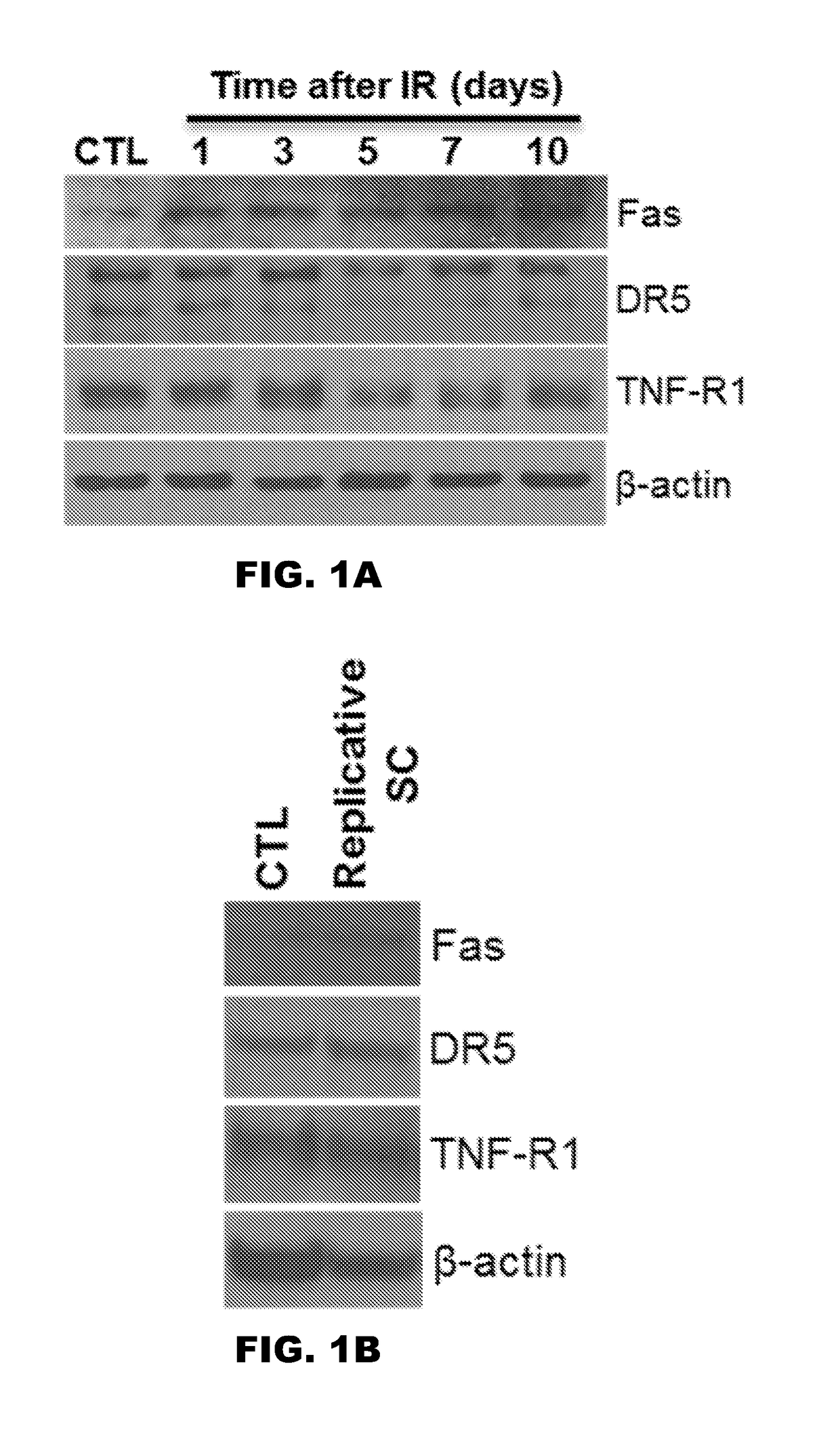 FAS AND DRs ARE NOVEL MOLECULAR TARGETS OF SENESCENT CELLS