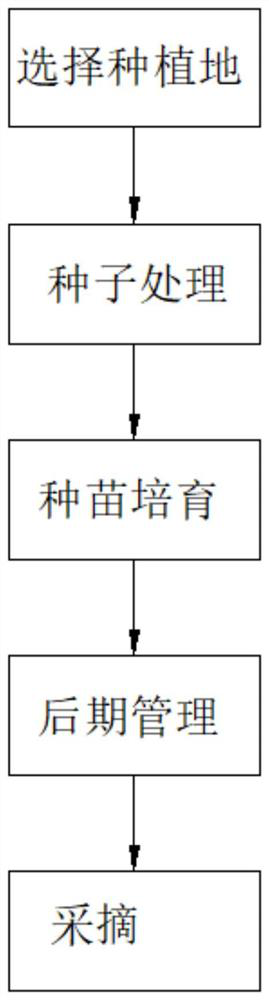 Milk-sweet ginseng fruit new variety cultivation method