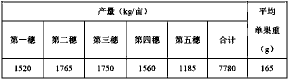 High-yield tomato planting method for saving fertilizer