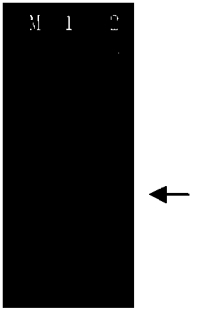 Oleaginous yeast lipid droplet protein, coding gene and application thereof