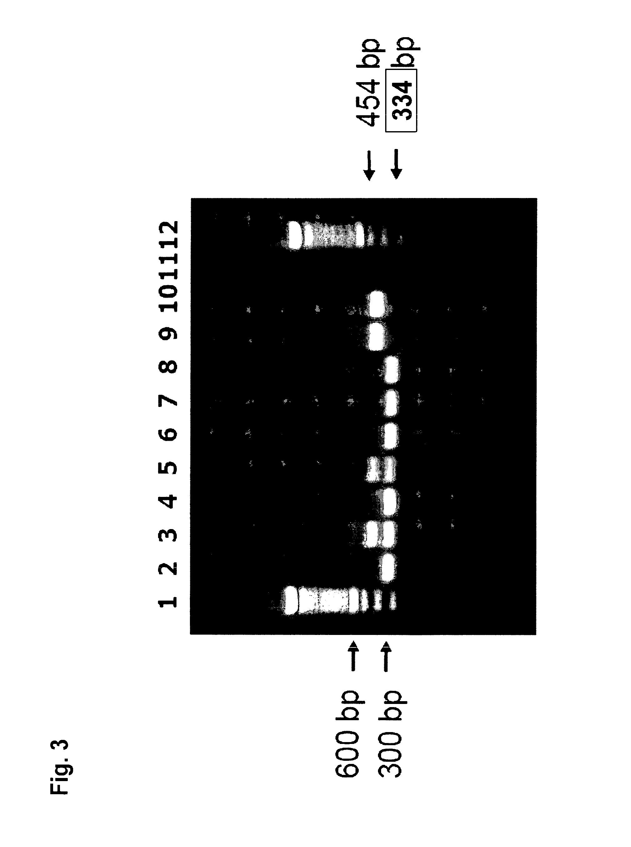 Herbicide tolerant cotton plants and methods for identifying same