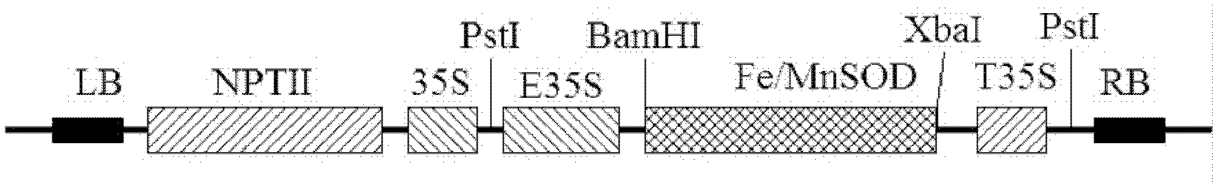 Genes related to stress resistance and application to improving stress resistance of plant to environment