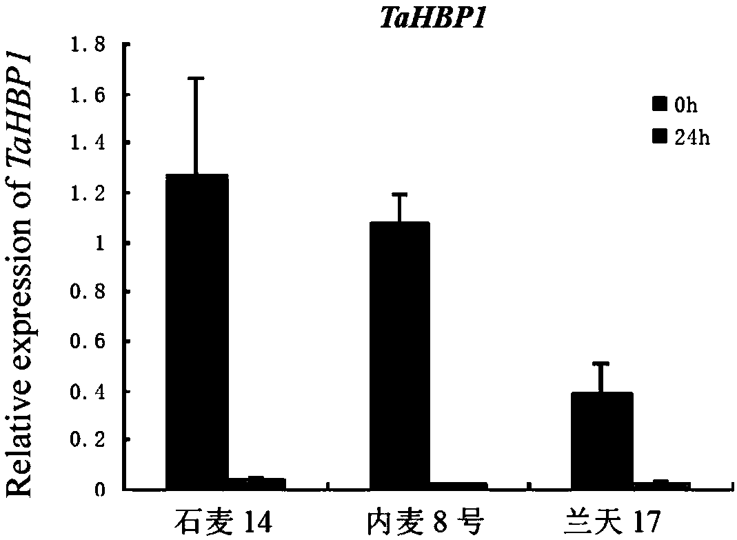 Heme-binding protein gene TaHBP1, and recombinant interference vector and application thereof