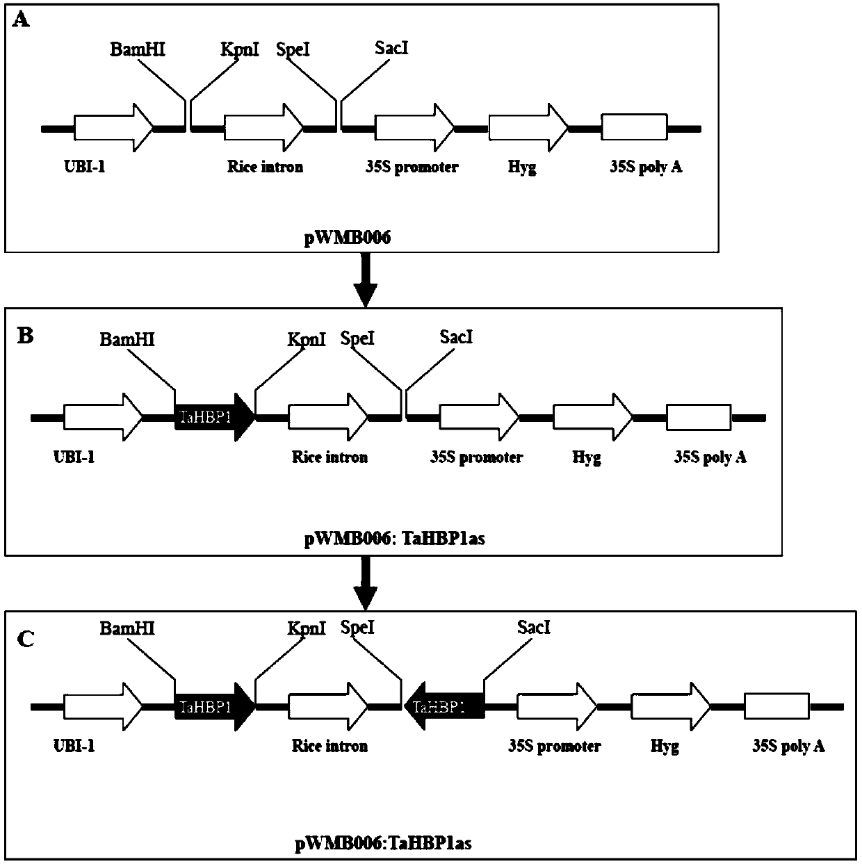 Heme-binding protein gene TaHBP1, and recombinant interference vector and application thereof