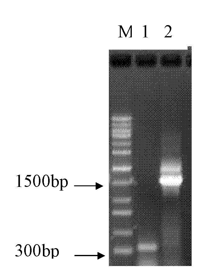 Nitrogen-fixing Paenibacillus sp. 1-33 and application thereof