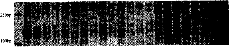 Micro-satellite marker positioning of dwarf gene of germplasm line Shannong 495