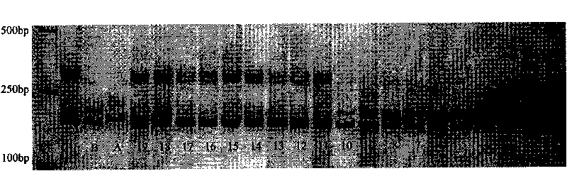 Micro-satellite marker positioning of dwarf gene of germplasm line Shannong 495