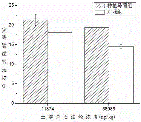 A method for remediating oil-contaminated soil by using wild ornamental plant iris