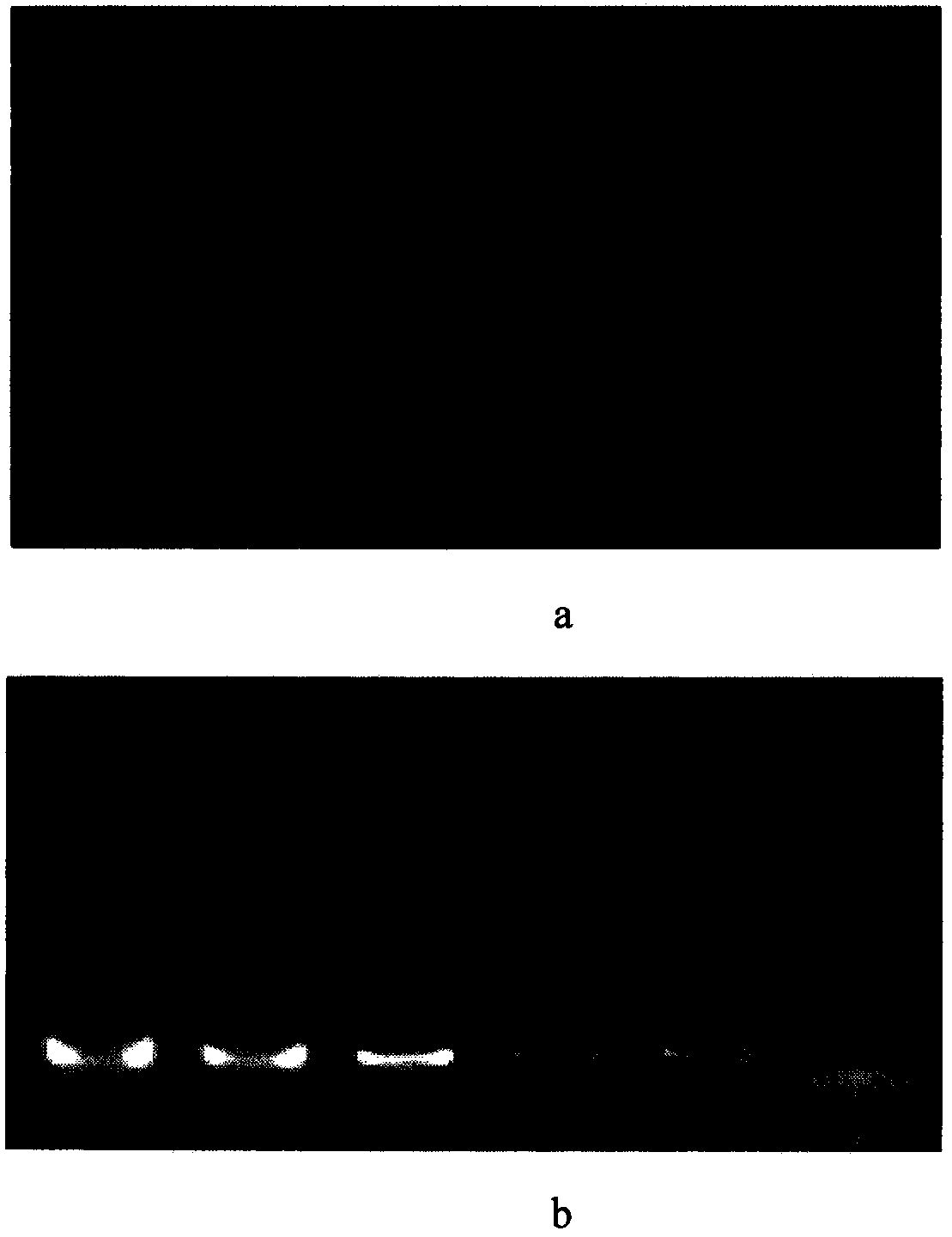 Kit for detecting specific microsatellite locus of sheep Y chromosome and application of kit