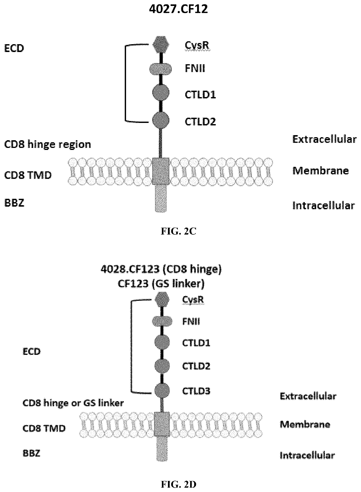 Compositions and methods of phospholipase a2 receptor  chimeric autoantibody receptor t cells