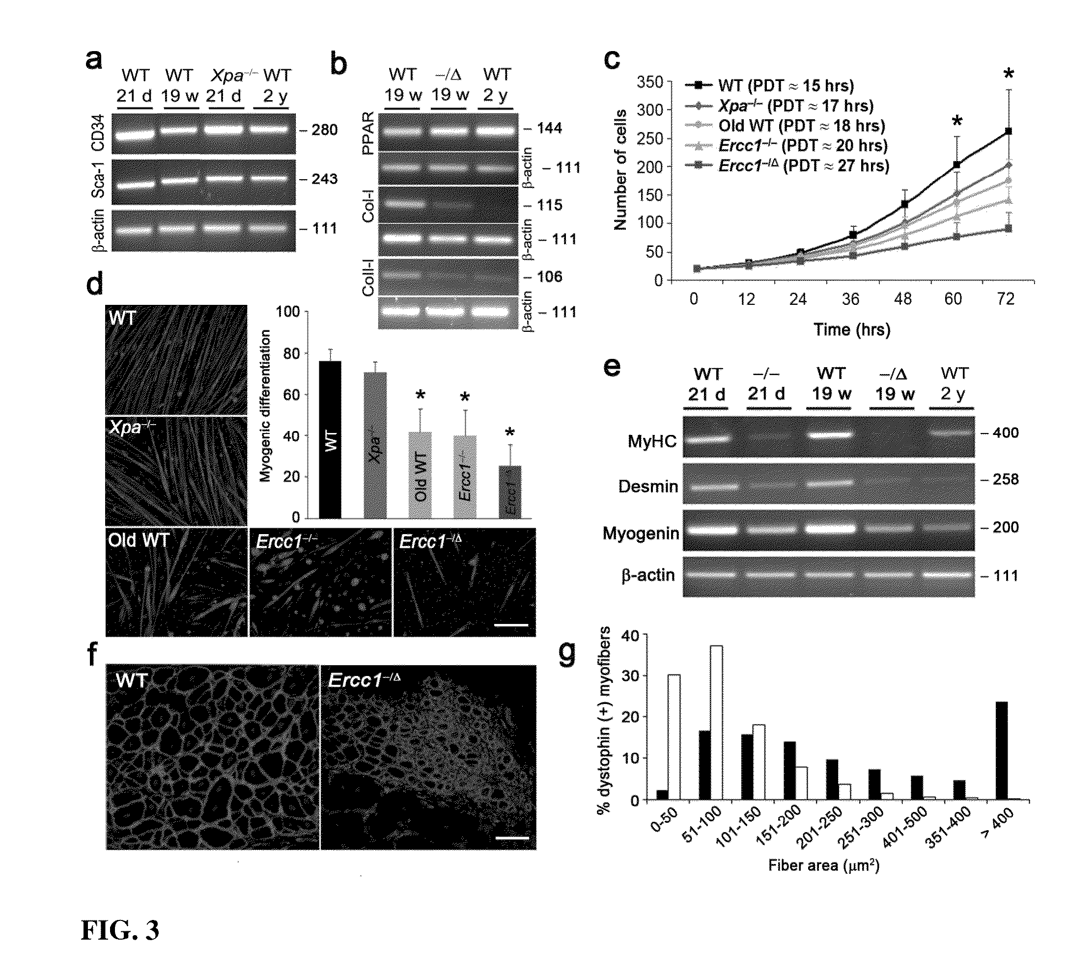 Compositions and methods for restoring or rejuvenating stem/progenitor cell function