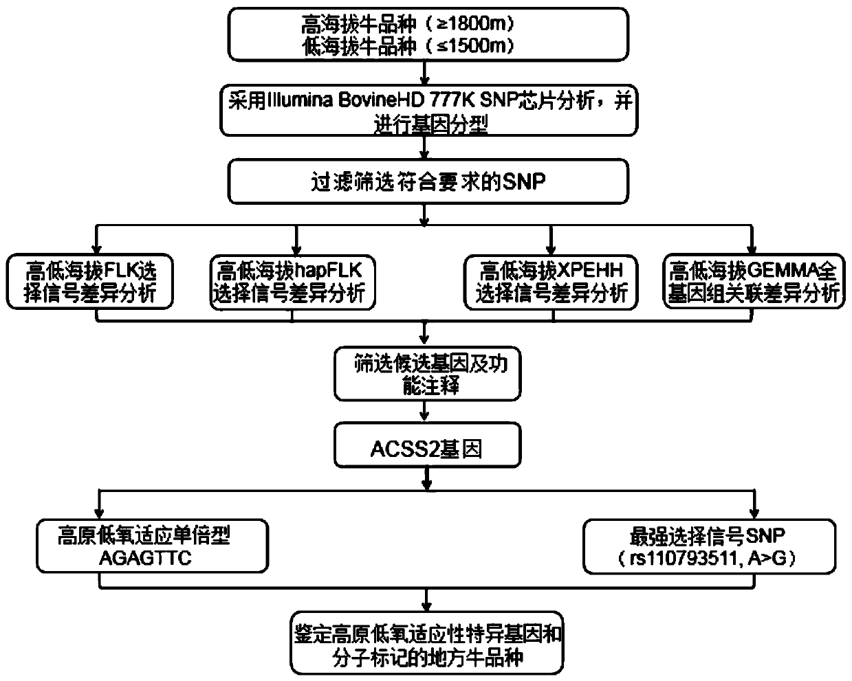 Method for screening cattle high altitude hypoxia adaptation molecular markers and application thereof